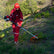 Multifuncional 5 en 1 - 2HP 43CC 2T OSLO®